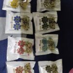 Premium Quality Fency Stones Studed And Goldan Jumkha Earrings (Combo Of 8)